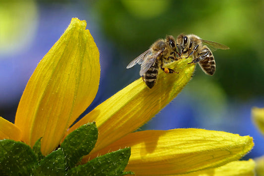 Celebrate World Bee Day with Nature’s Purest Sweetener: High Desert Honey by CC Pollen