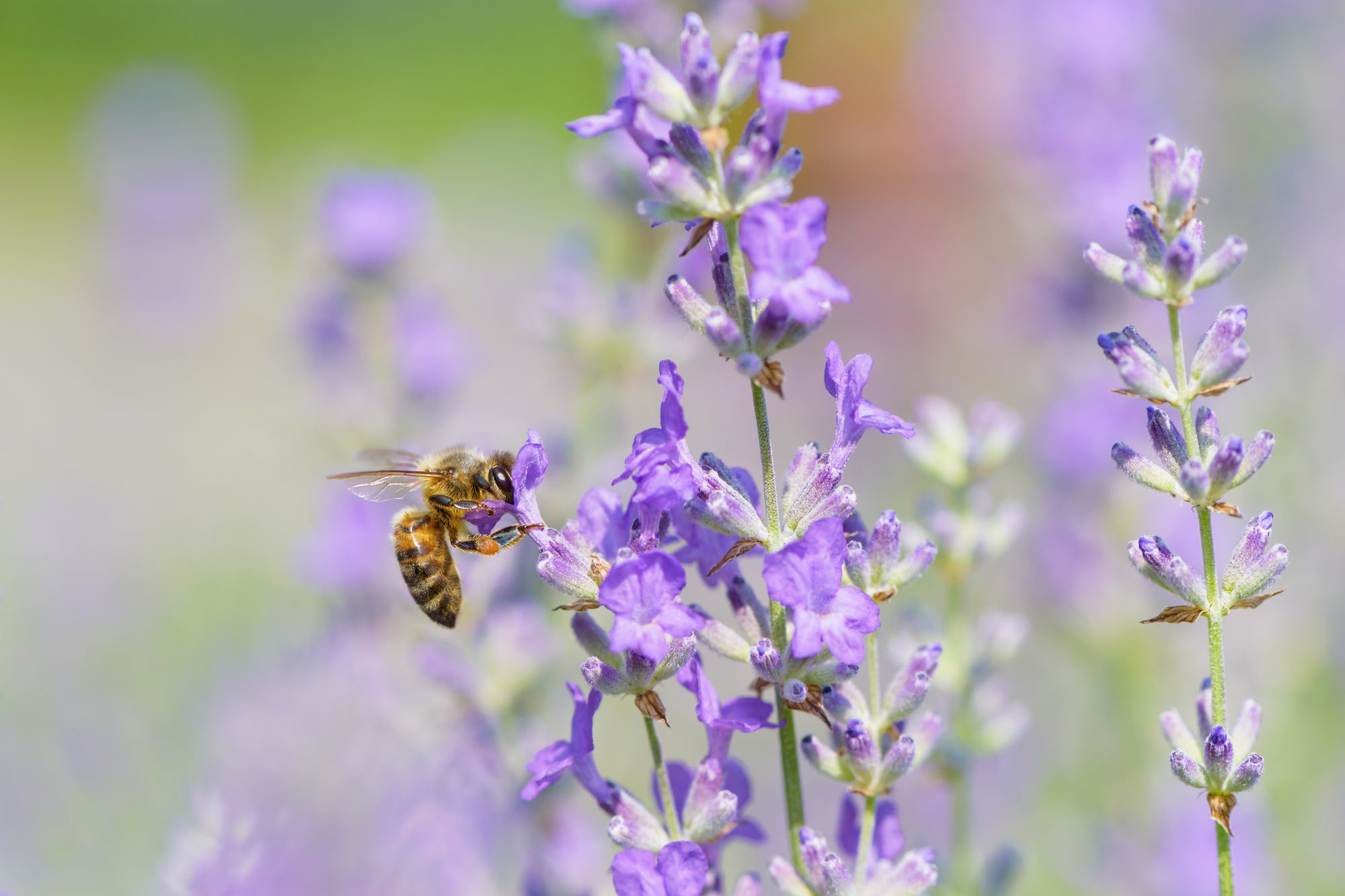 Pity the Poor Drone!