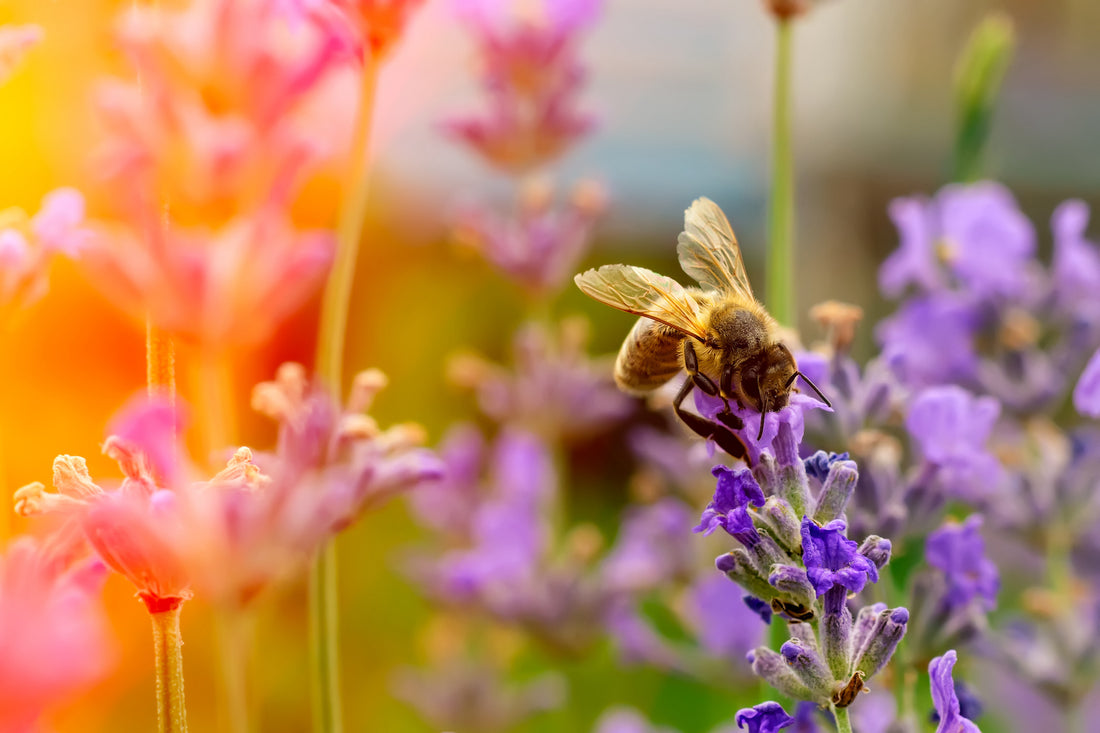 Meet the Nurse Bee!