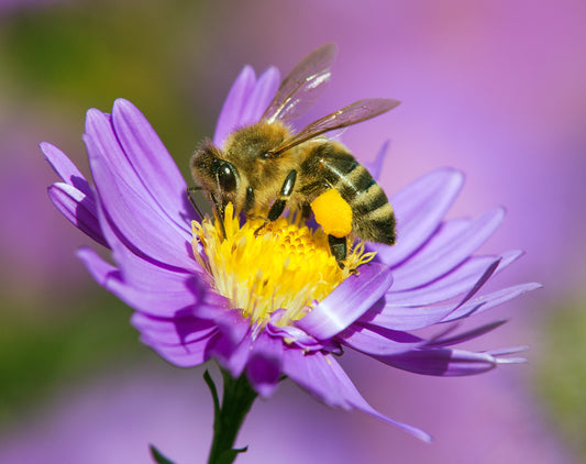 Meet the Housekeeping Bee