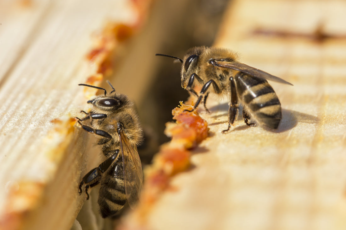 Meet the Guard Bees