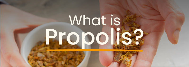 What is Propolis? The Bee’s Secret to Health and Protection