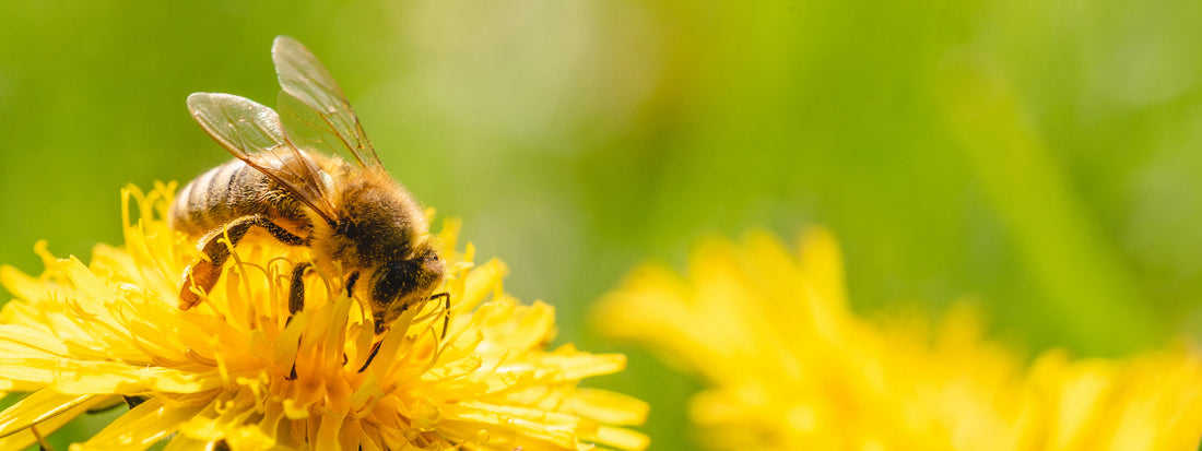 Meet the Pollen Picking Collector Bee!