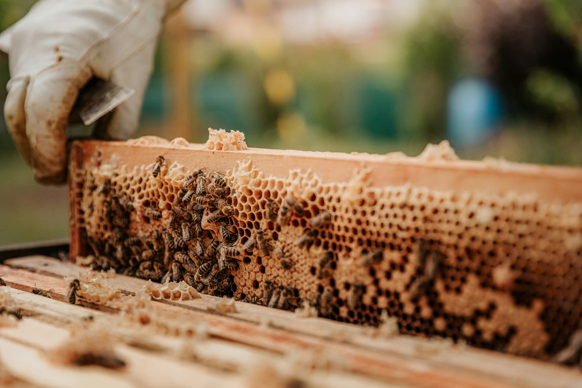 Earth Day and Bees: How CC Pollen Supports Sustainable Beekeeping