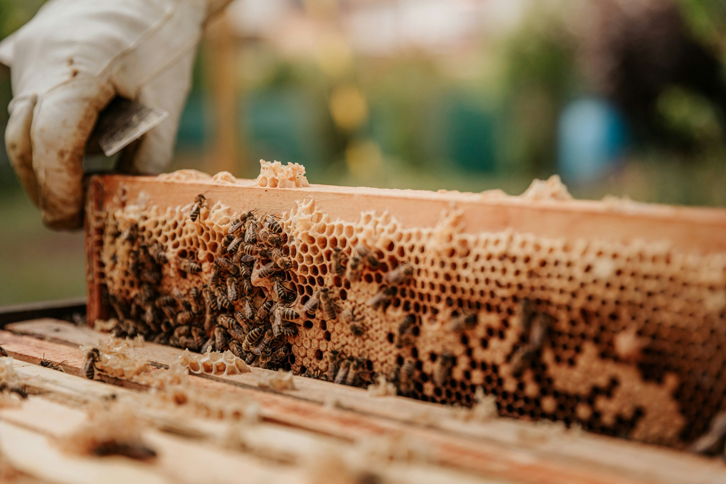 Earth Day and Bees: How CC Pollen Supports Sustainable Beekeeping