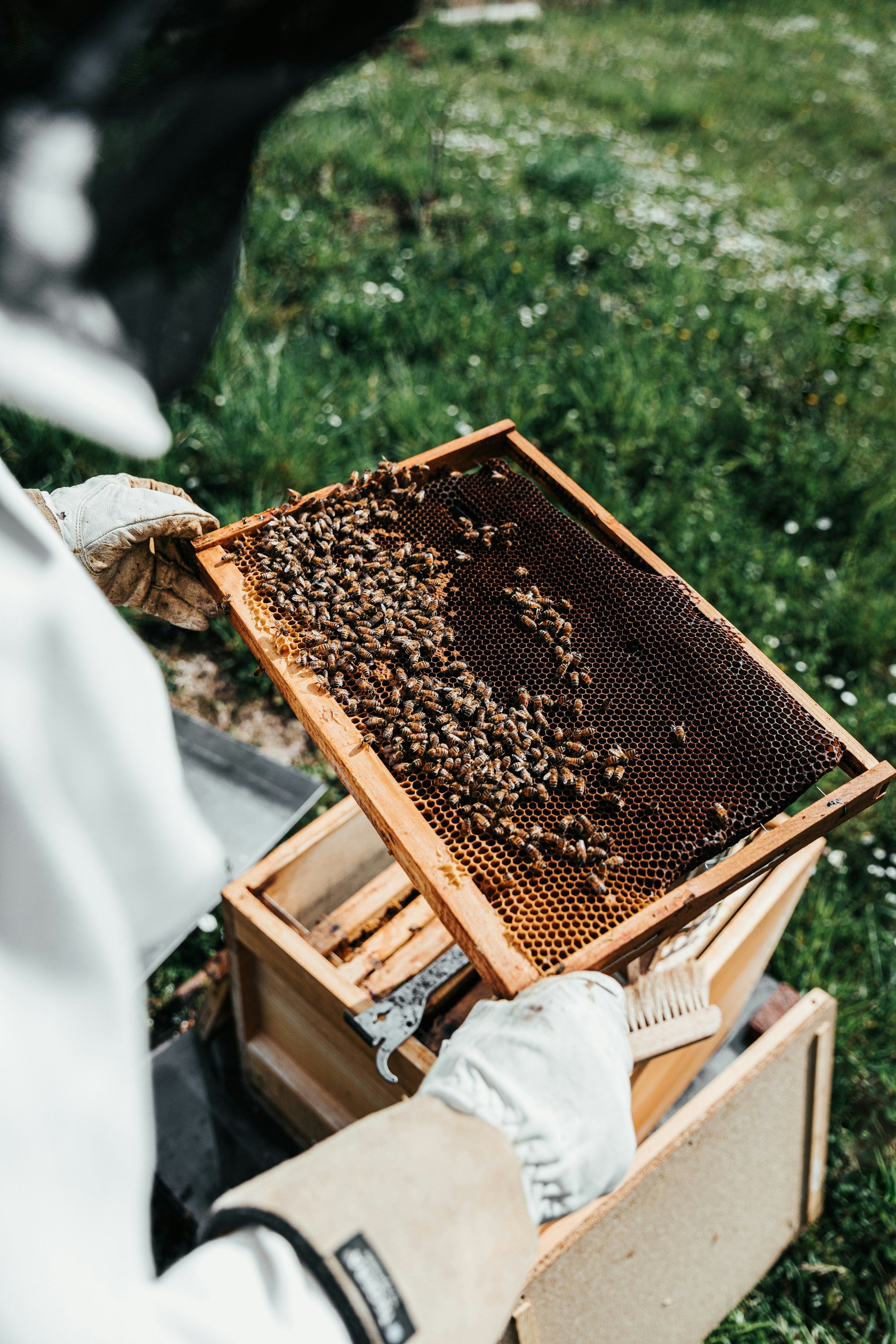 What Sustainable Beekeeping Actually Means for Our Planet